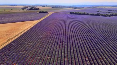 Fransa 'daki Valensole Provence lavanta tarlaları