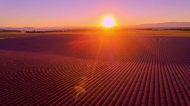 Fransa 'daki Valensole Provence' ın lavanta tarlalarında inanılmaz bir gün batımı.