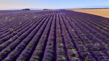 Fransa 'daki Valensole Provence lavanta tarlaları