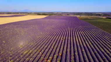Fransa 'daki Valensole Provence lavanta tarlaları