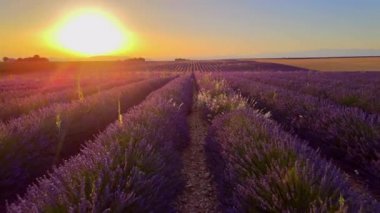 Fransa 'daki Valensole Provence' ın lavanta tarlalarında inanılmaz bir gün batımı.