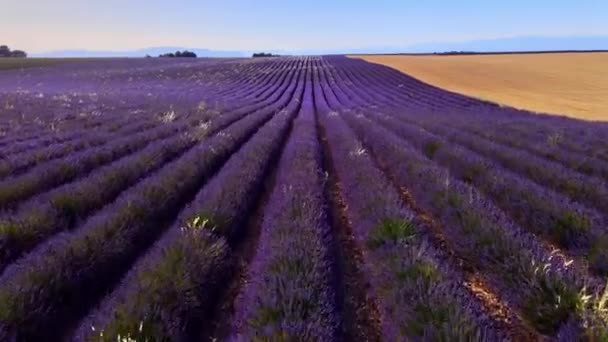Os campos de lavanda de Valensole Provence na França — Vídeo de Stock
