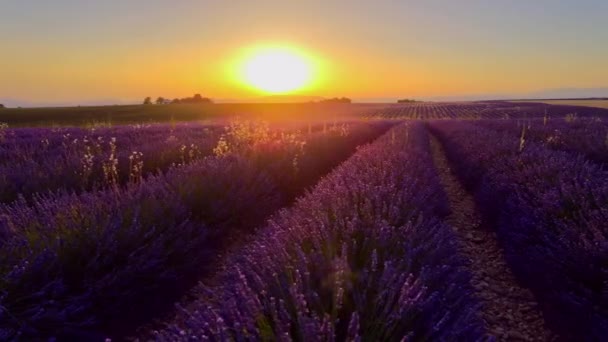 Geweldige zonsondergang boven de lavendelvelden van Valensole Provence in Frankrijk — Stockvideo