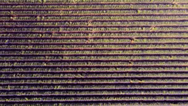 法国华伦太普罗旺斯的薰衣草地 — 图库视频影像