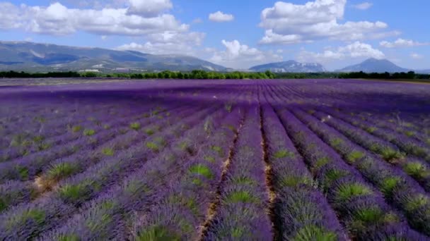 Die Lavendelfelder der Provence von Valensole in Frankreich — Stockvideo