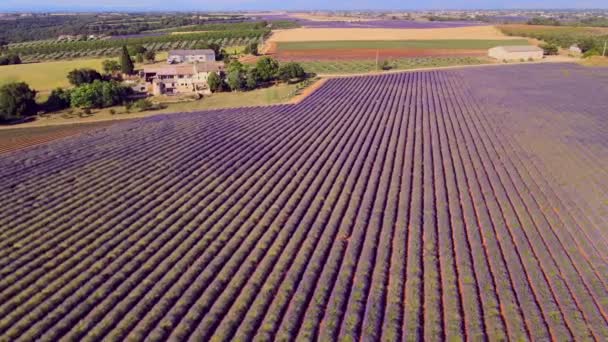 Лавандовые поля Valensole Provence во Франции — стоковое видео