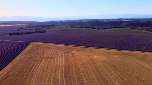 Лавандовые поля Valensole Provence во Франции — стоковое видео