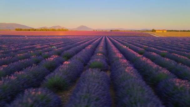 Campos de lavanda maravillosos en Francia — Vídeos de Stock