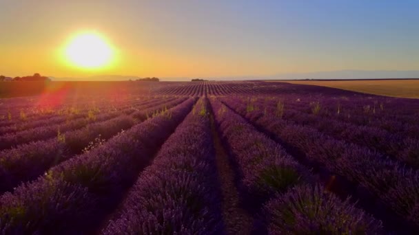 Bekende lavendelvelden in Frankrijk Provence — Stockvideo