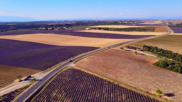 Лавандовые поля Valensole Provence во Франции — стоковое видео