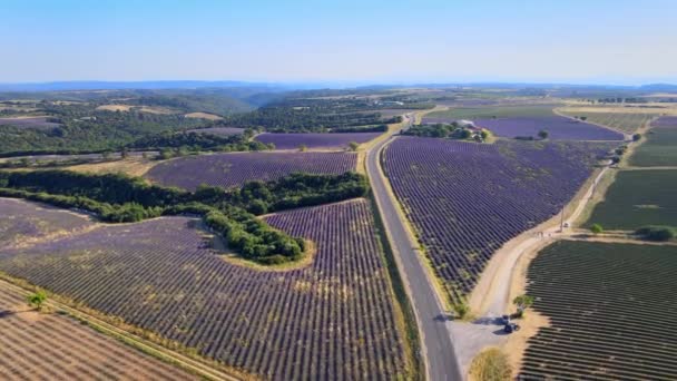 Les champs de lavande de Valensole Provence en France — Video