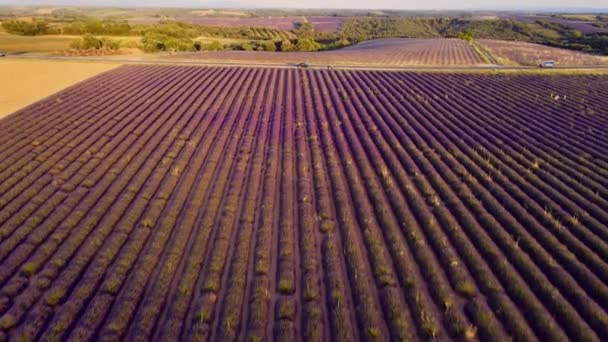 法国华伦太普罗旺斯的薰衣草地 — 图库视频影像