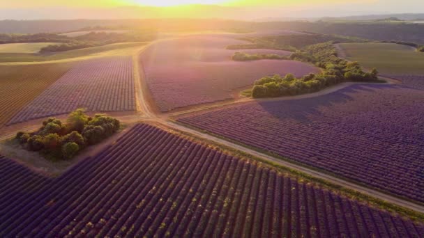 Лавандовые поля Valensole Provence во Франции — стоковое видео