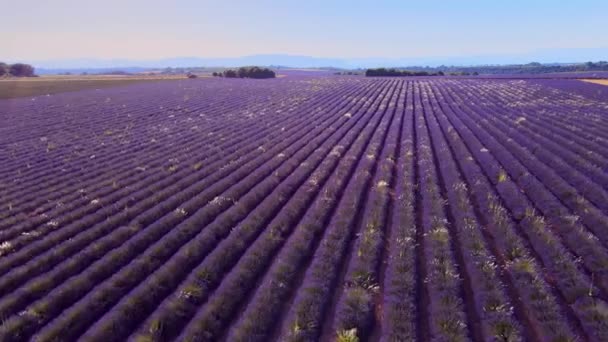 Lavendelfälten i Valensole Provence i Frankrike — Stockvideo