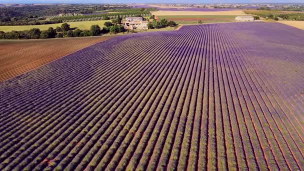 Os campos de lavanda de Valensole Provence na França — Vídeo de Stock