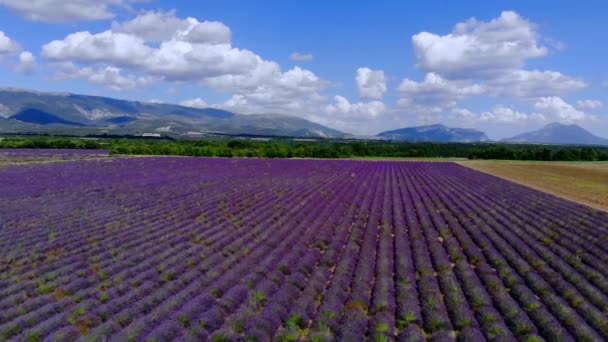 Levandulová pole Valensole Provence ve Francii — Stock video