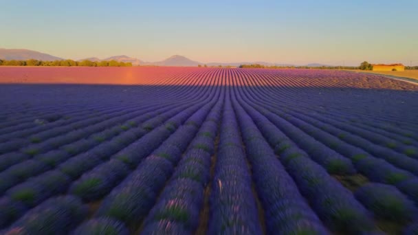 Fransa 'daki Valensole Provence lavanta tarlaları — Stok video