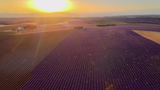Pôr do sol incrível sobre os campos de lavanda de Valensole Provence na França — Vídeo de Stock