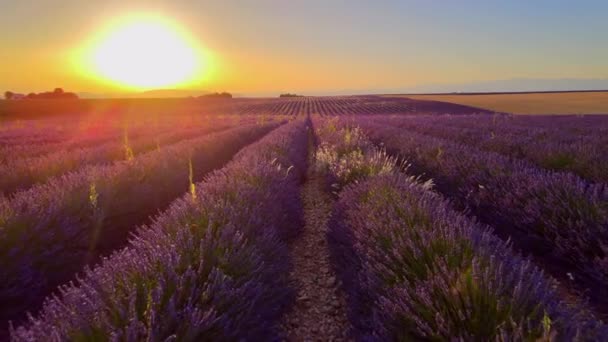 Удивительный закат над лавандовыми полями Valensole Provence во Франции — стоковое видео