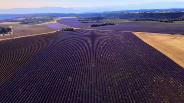 Fransa 'daki Valensole Provence lavanta tarlaları — Stok video