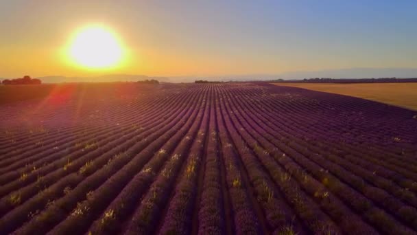 Berömda lavendelfält i Frankrike Provence — Stockvideo