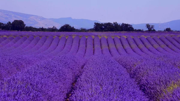 Levandulová pole Valensole Provence ve Francii — Stock fotografie