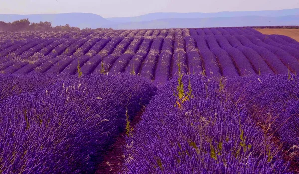 Levandulová pole Valensole Provence ve Francii — Stock fotografie