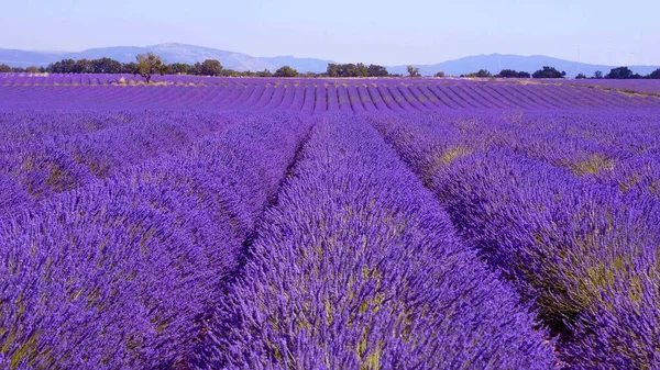 Fransa 'daki Valensole Provence lavanta tarlaları — Stok fotoğraf