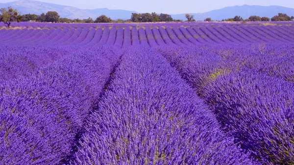 Fransa 'daki Valensole Provence lavanta tarlaları — Stok fotoğraf