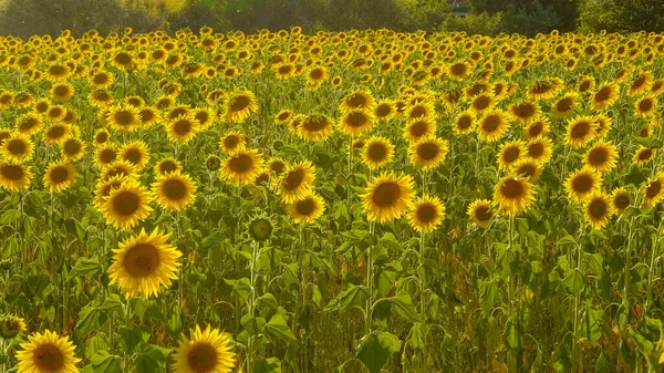 D'immenses champs de tournesol en Provence France — Photo