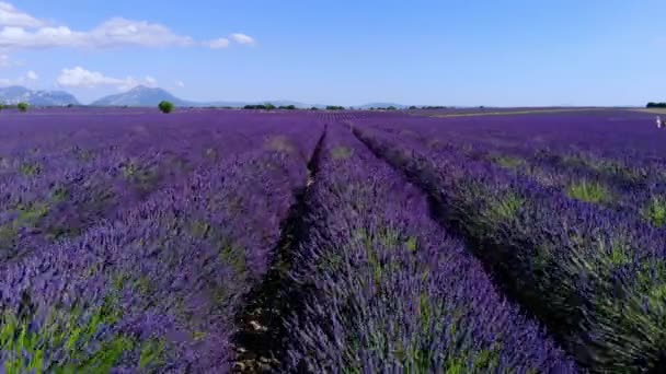 Los campos de lavanda de Valensole Provence en Francia — Vídeo de stock