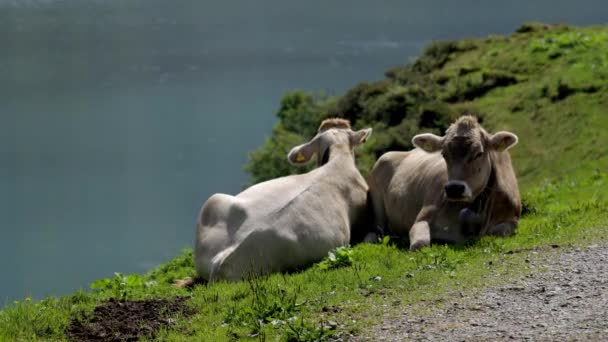 Cows Cattle Grassing Swiss Alps Typical Switzerland Travel Footage — Stock Video