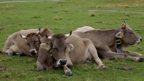 Vacas Gado Nos Alpes Suíços Típico Suíça Filmagens Viagem — Vídeo de Stock
