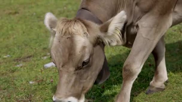 Erbivori Mucche Bovini Nelle Alpi Svizzere Tipica Svizzera Riprese Viaggio — Video Stock