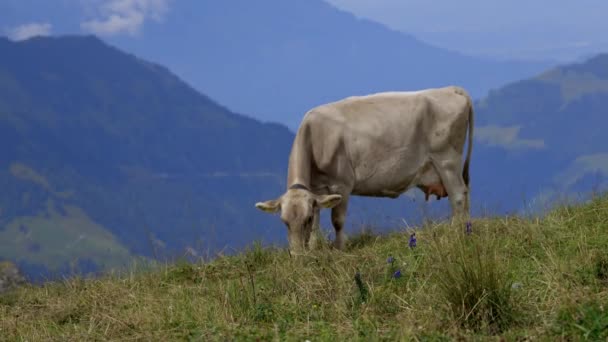 Erbivori Mucche Bovini Nelle Alpi Svizzere Tipica Svizzera Riprese Viaggio — Video Stock