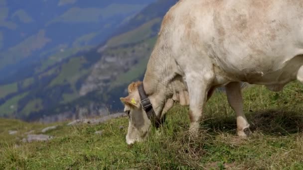 Tehenek Szarvasmarhák Füvezése Svájci Alpokban Tipikus Svájc Utazási Felvételek — Stock videók