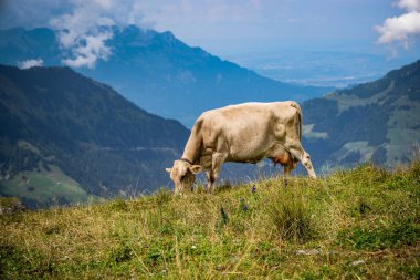 İsviçre Alplerindeki inekler ve sığırlar tipik İsviçre fotoğrafçılığıdır.