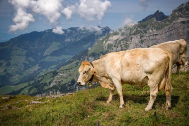 İsviçre Alplerindeki inekler ve sığırlar tipik İsviçre fotoğrafçılığıdır.