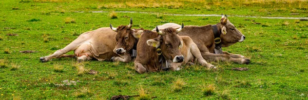 Nötkreatur Och Nötboskap Schweiziska Alperna Typiskt Schweiz Fotografi — Stockfoto