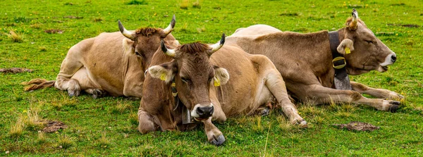 Nötkreatur Och Nötboskap Schweiziska Alperna Typiskt Schweiz Fotografi — Stockfoto