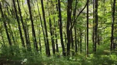 İsviçre 'de harika bir sonbahar ormanı