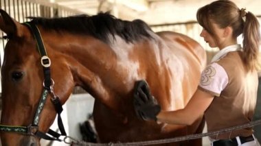 istikrarlı, giysi sürme içinde bir kız binici özel bir fırça ile bir tarak temizler onun kahverengi genç güzel at, safkan aygır