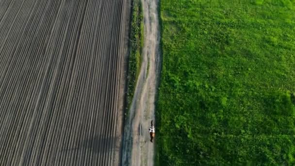 Le printemps. Au coucher du soleil.Femme galopant sur un cheval brun à travers un champ à la campagne. jeune femme chevauchant cheval de baie. bird-eye, tournage aérien . — Video