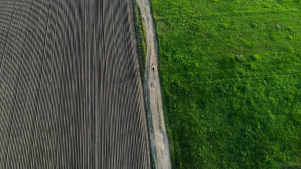 Tavaszi. A naplemente. Nő a mezőnyön, vidéken barna ló vágtató. fiatal nő bay lovas ló. madarak-szem, légi filmezés. — Stock videók