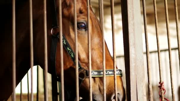 Nahaufnahme, Pferdeschnauze mit klugen, großen schwarzen Augen, im Stall. Ein braunes junges, gut aussehendes Pferd, ein Vollblut-Hengst blickt direkt in die Kamera. Pferd aus nächster Nähe. — Stockvideo