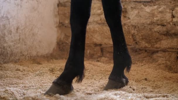 No estábulo, de perto. Na resistente e palha carimbar belas pernas de cavalo muscular com cascos. à luz do sol, pequenas manchas de luz brilham . — Vídeo de Stock