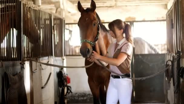 在马厩里, 骑着衣服的女骑手把棕色年轻英俊的马, 一匹纯种种马绑在一起。 — 图库视频影像