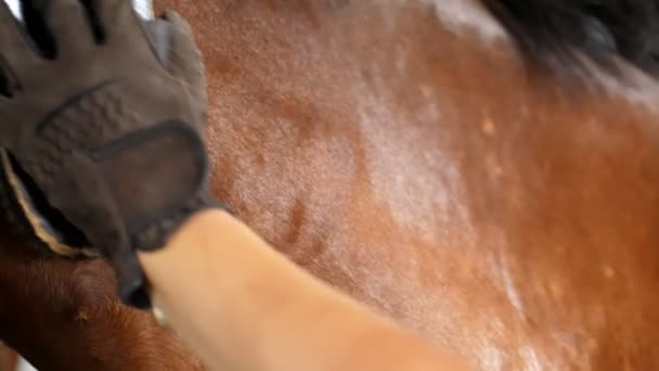 gros plan, cavalier nettoie de la saleté avec pinceau brun jeune beau cheval, étalon pur-sang, dans les écuries à la ferme, en prenant soin des animaux de race pure, toilettage des chevaux, brossage avant le Ride .