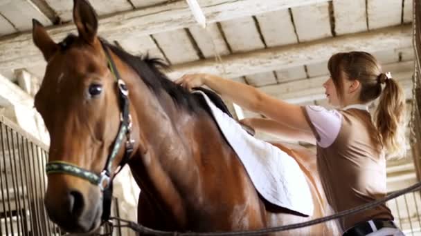 Σταθερή, ένας αναβάτης κορίτσι σε ιππασίας ρούχα ορίζει μια υποστήριξη για μια σέλα και μια σέλα για ιππασία, στο στο πίσω μέρος του ένα καφέ νεαρό όμορφο άλογο, έναν thoroughbred επιβήτορα — Αρχείο Βίντεο