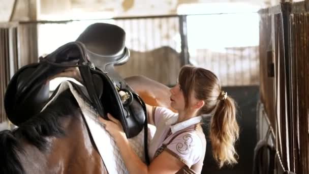 Écurie, une cavalière en tenue d'équitation met un support pour une selle et une selle pour monter, sur le dos d'un jeune cheval brun beau, un étalon pur-sang — Video